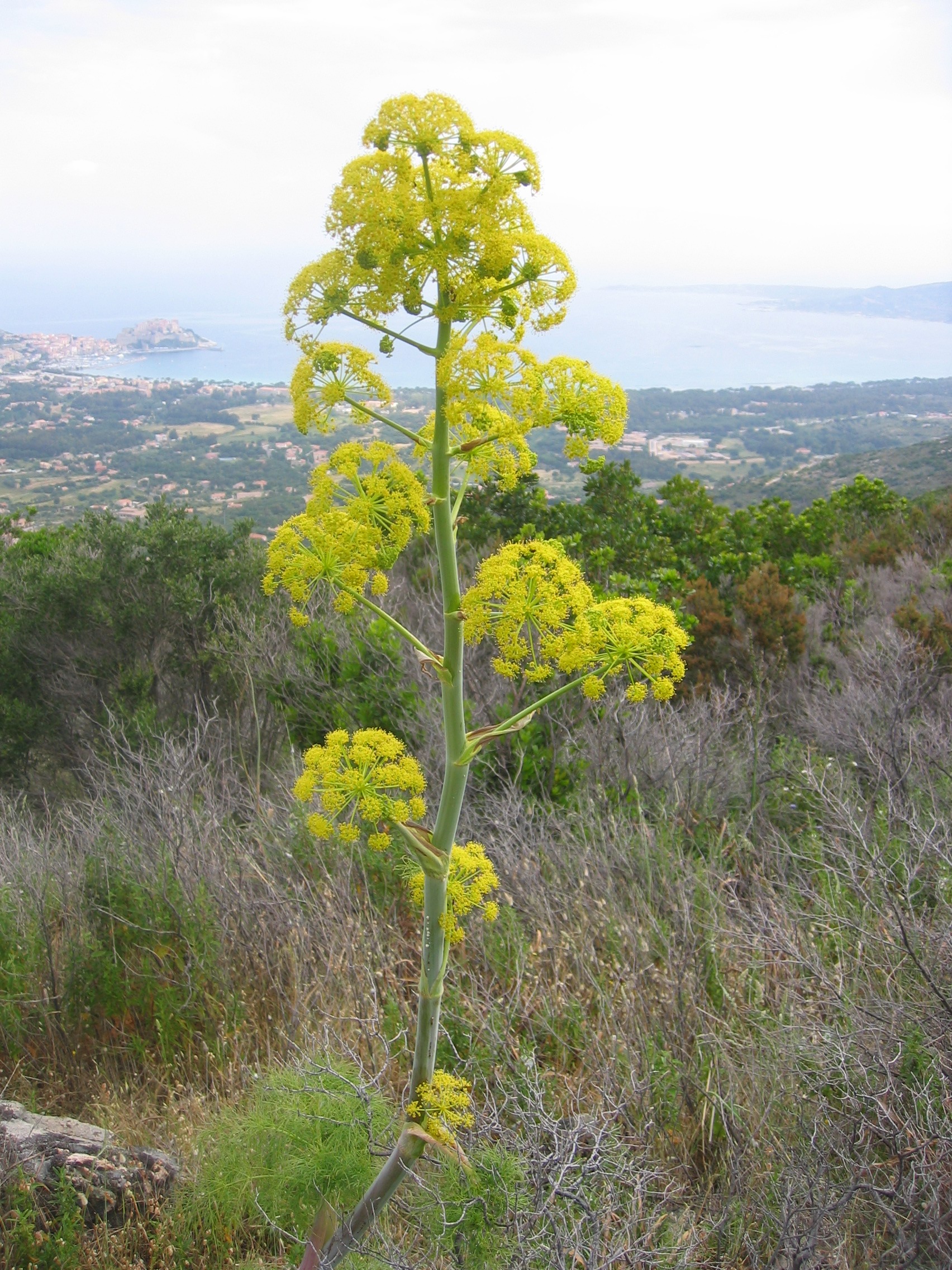 Ferula 